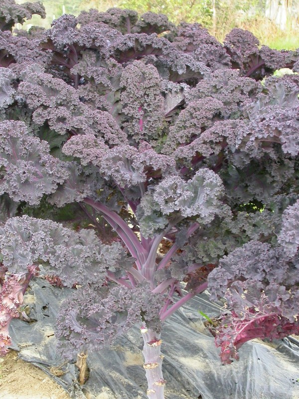 Red curly kale