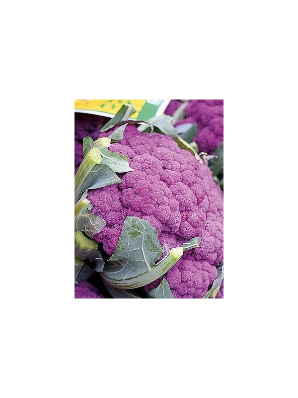 Cauliflower Di Sicilia violetto