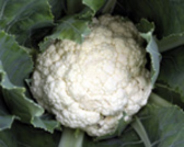 Cauliflower Snowball (Palla di Neve)