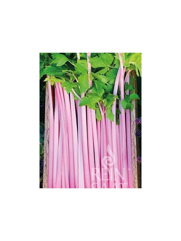 Celery Chinese Pink (stalk)