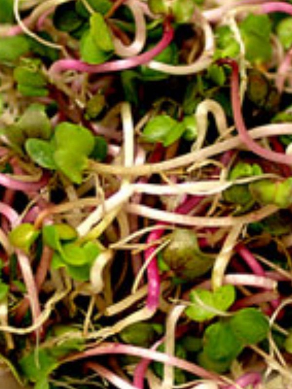 Organic radish China rose seeds for sprouting