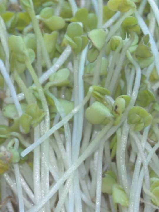 Organic mustard seeds for sprouting