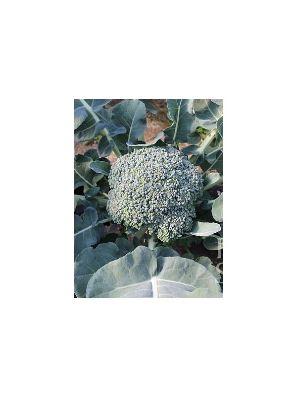 Broccoli Limba