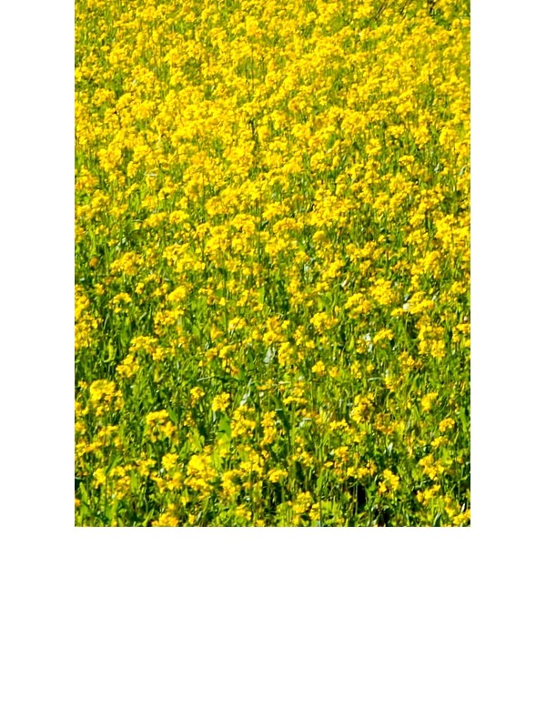 Yellow Mustard (Sinapis Alba)