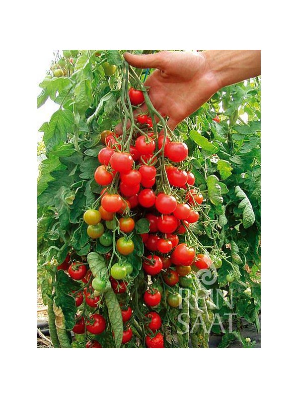Cherry tomato Zuckertraube