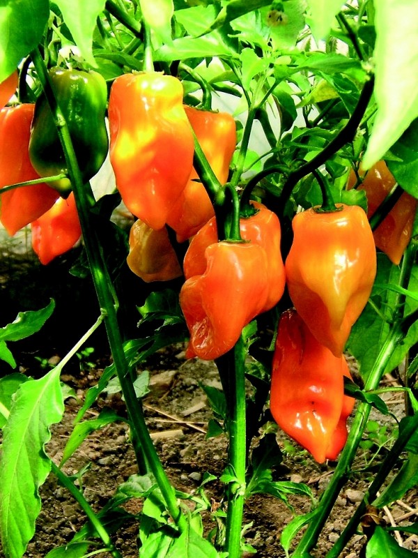 EKO SEME ČILI HABANERO ORANŽNI