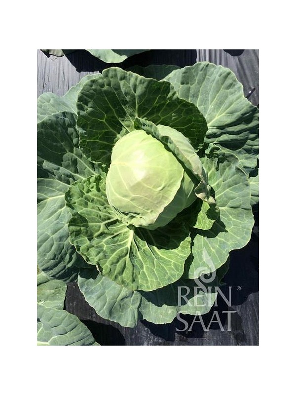 EKO SEME ZGODNJE ZELJE EARLY DAY