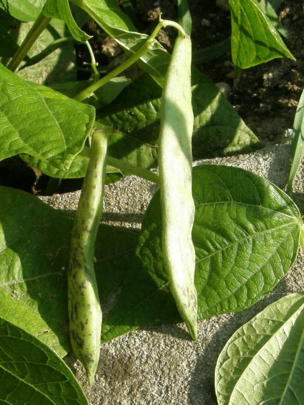 French bean Prepeličar Tomačevski