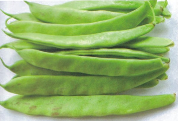 French bean Prepeličar Tomačevski