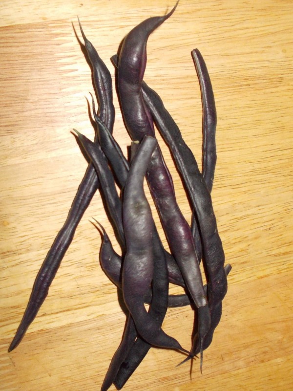 French bean Blauhilde