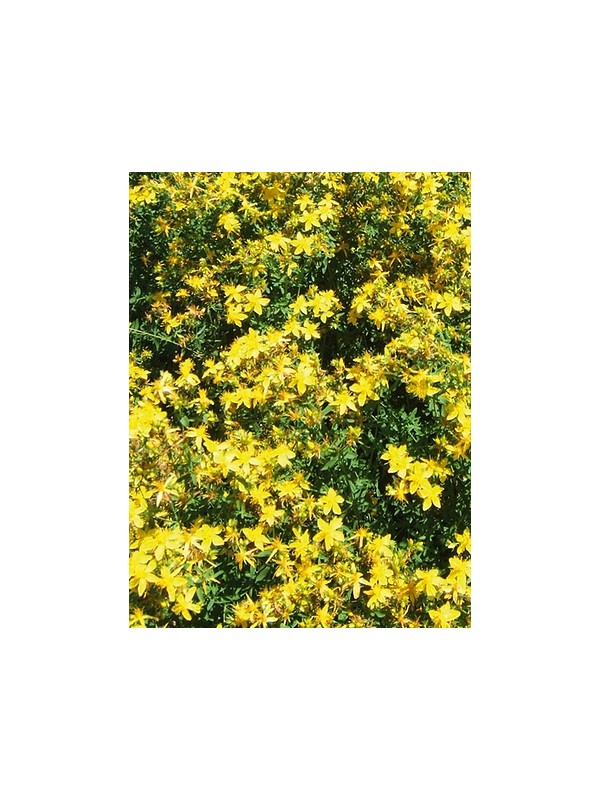 St. John's wort Hypericum perforatum