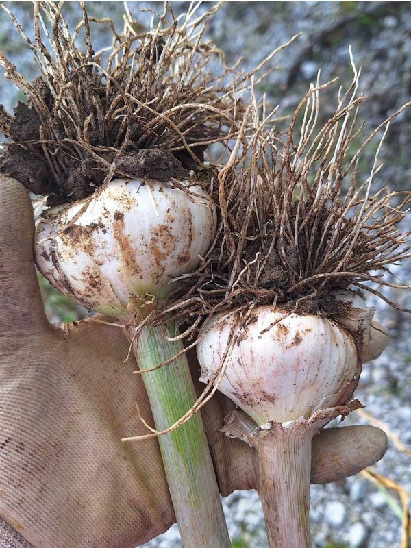 Garlic Ptujski pomladanski (softneck)