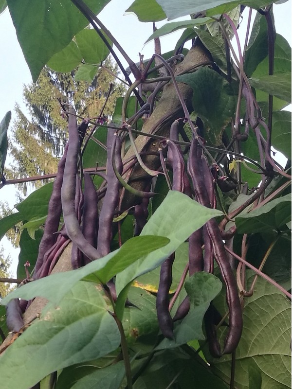 French bean Blauhilde