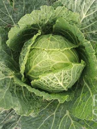 Savoy cabbage Langendijker Dauerwirsing